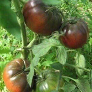 Сорта крупных мясистых и очень ранних томатов устойчивы к фитофторе