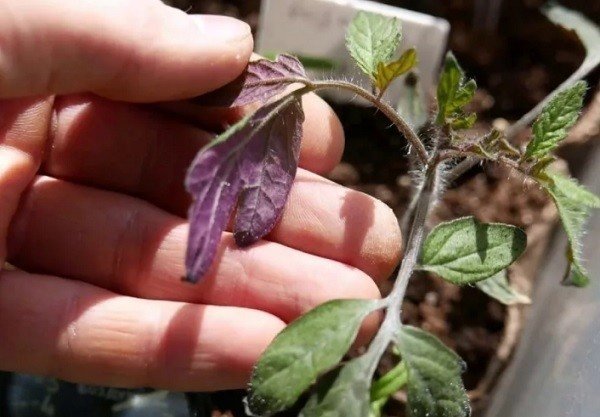 Рассада томатов листья фиолетовые