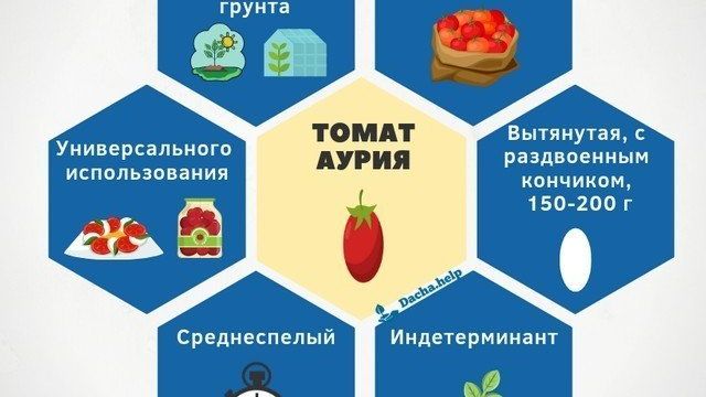 Томат Аурия: сорт с оригинальной формой плодов