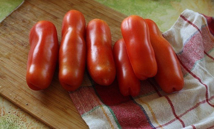 Сорт помидор жигало